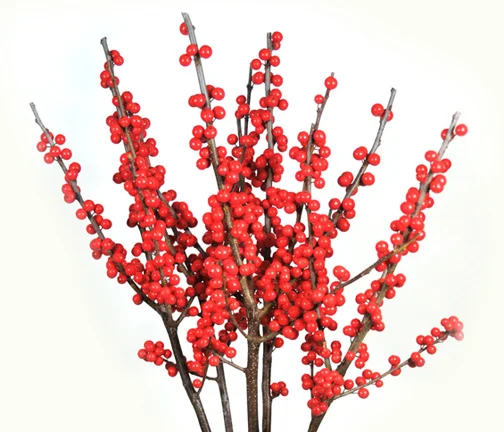 ilex-bloom-expert.jpg