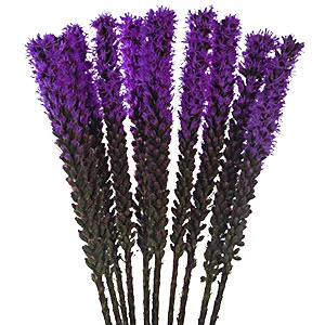 liatris-bloom-expert.jpg