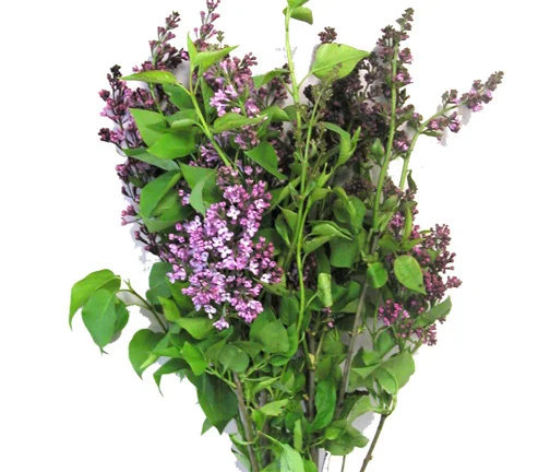 Lilac-bloom-expert.jpg