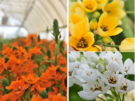 Ornithogalum colors