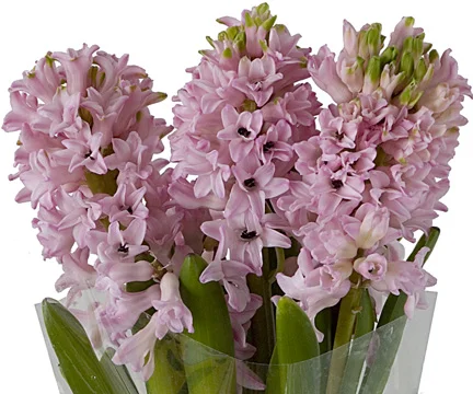 hyacinth-bloom-expert.jpg