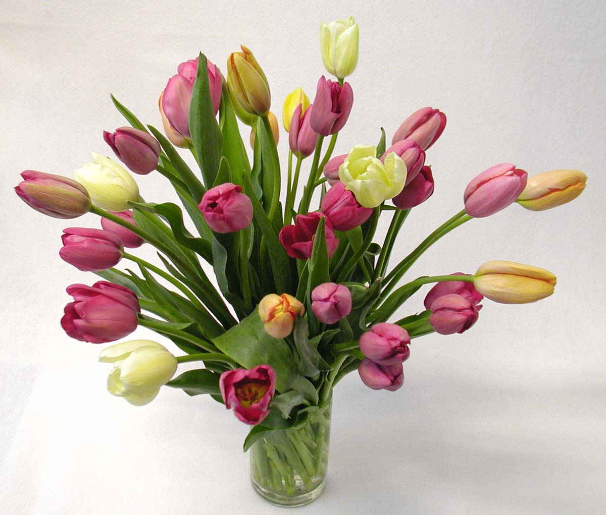  french tulips 