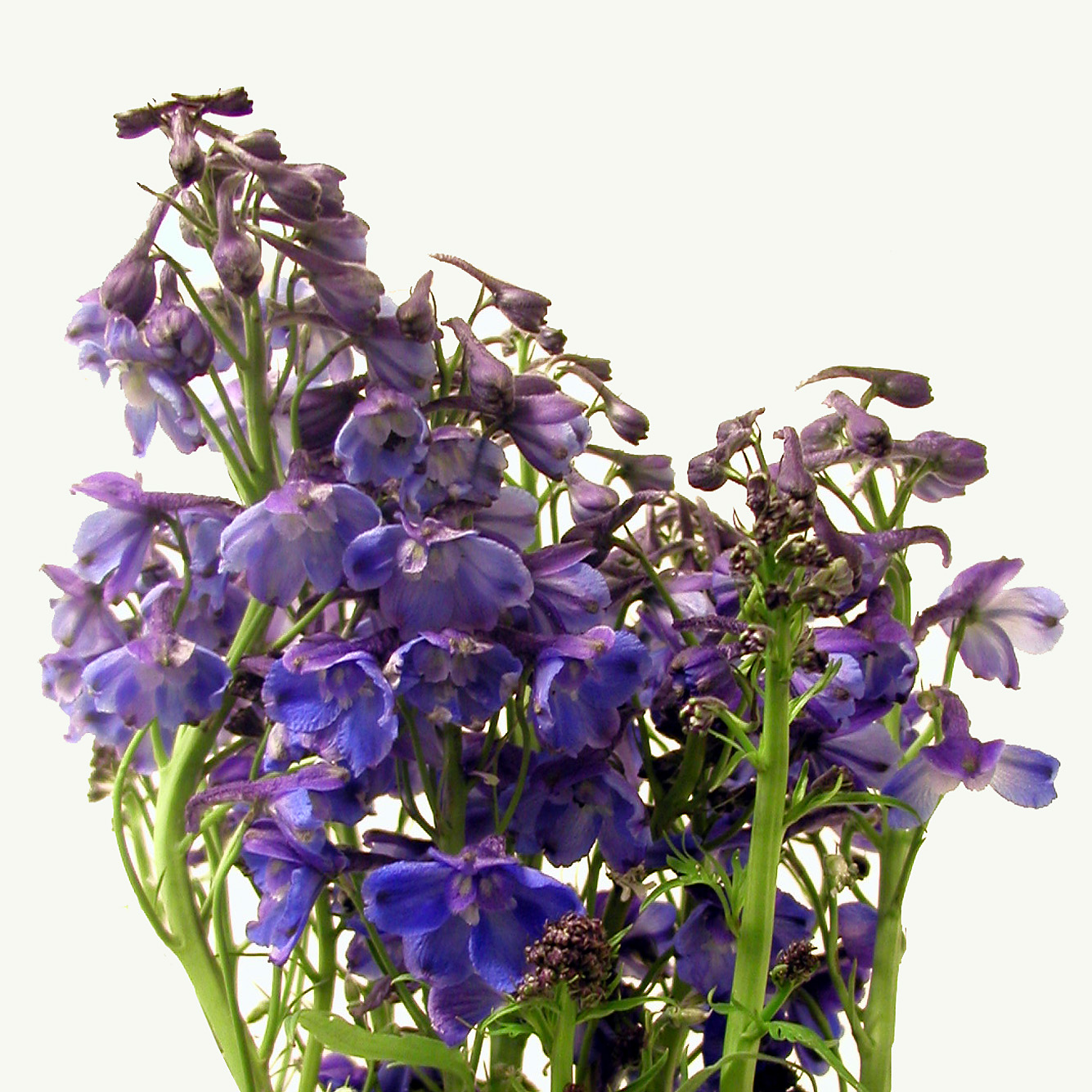  delphinium belladonna 