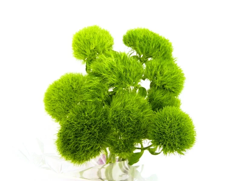 green ball dianthus