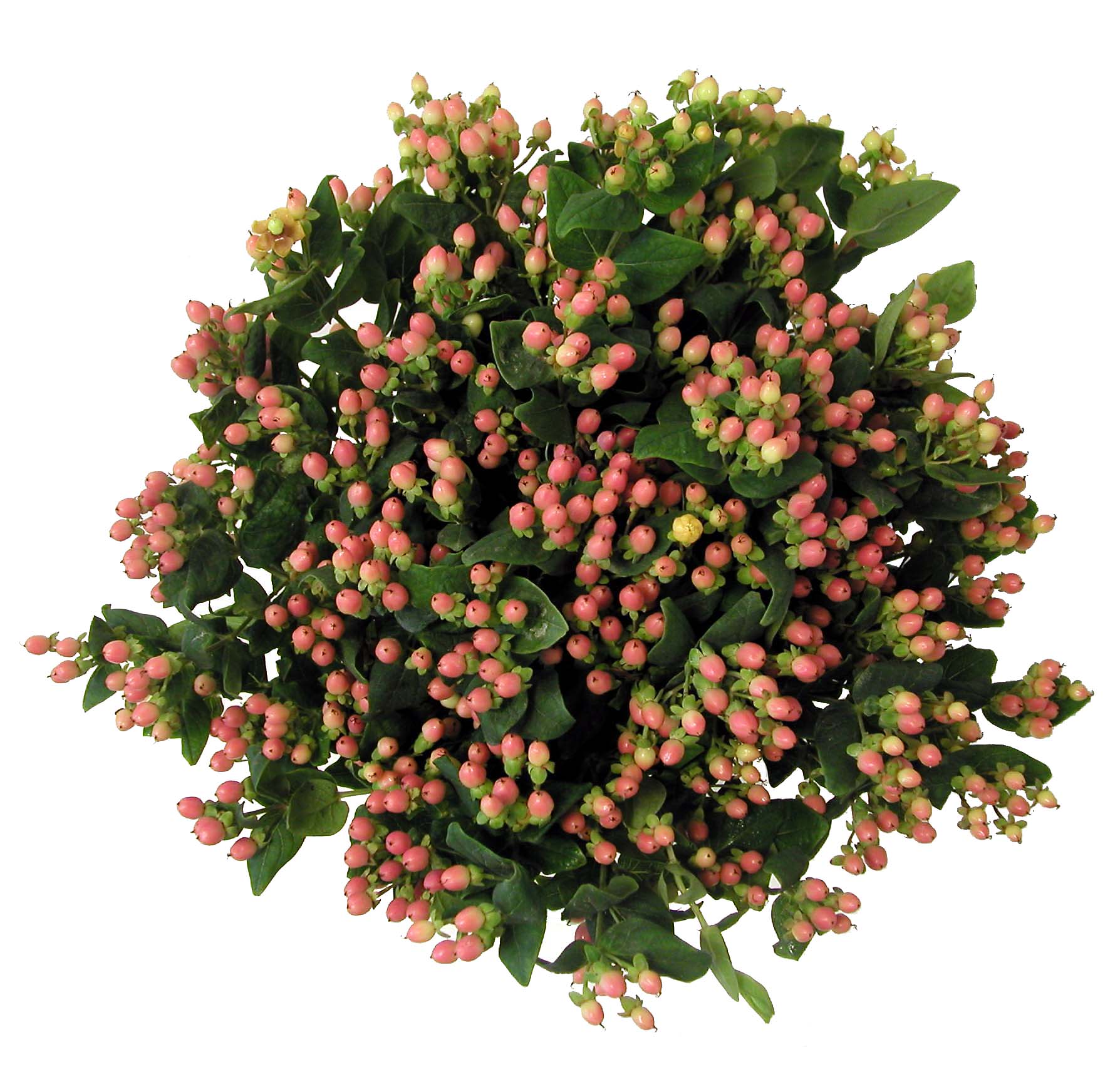  peach hypericum   