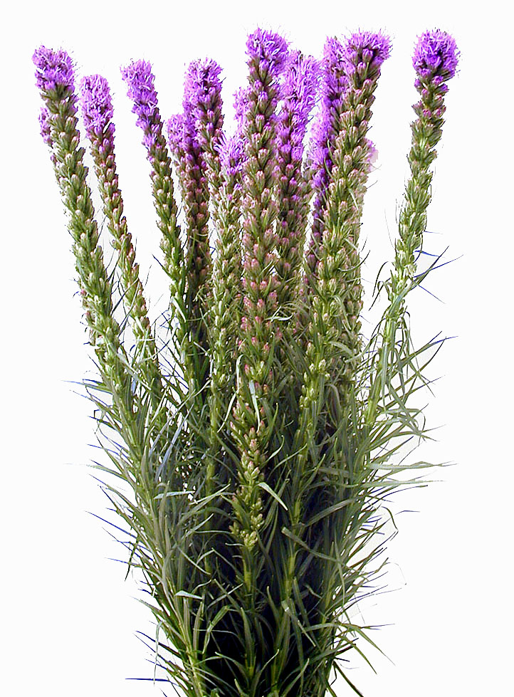  liatris 