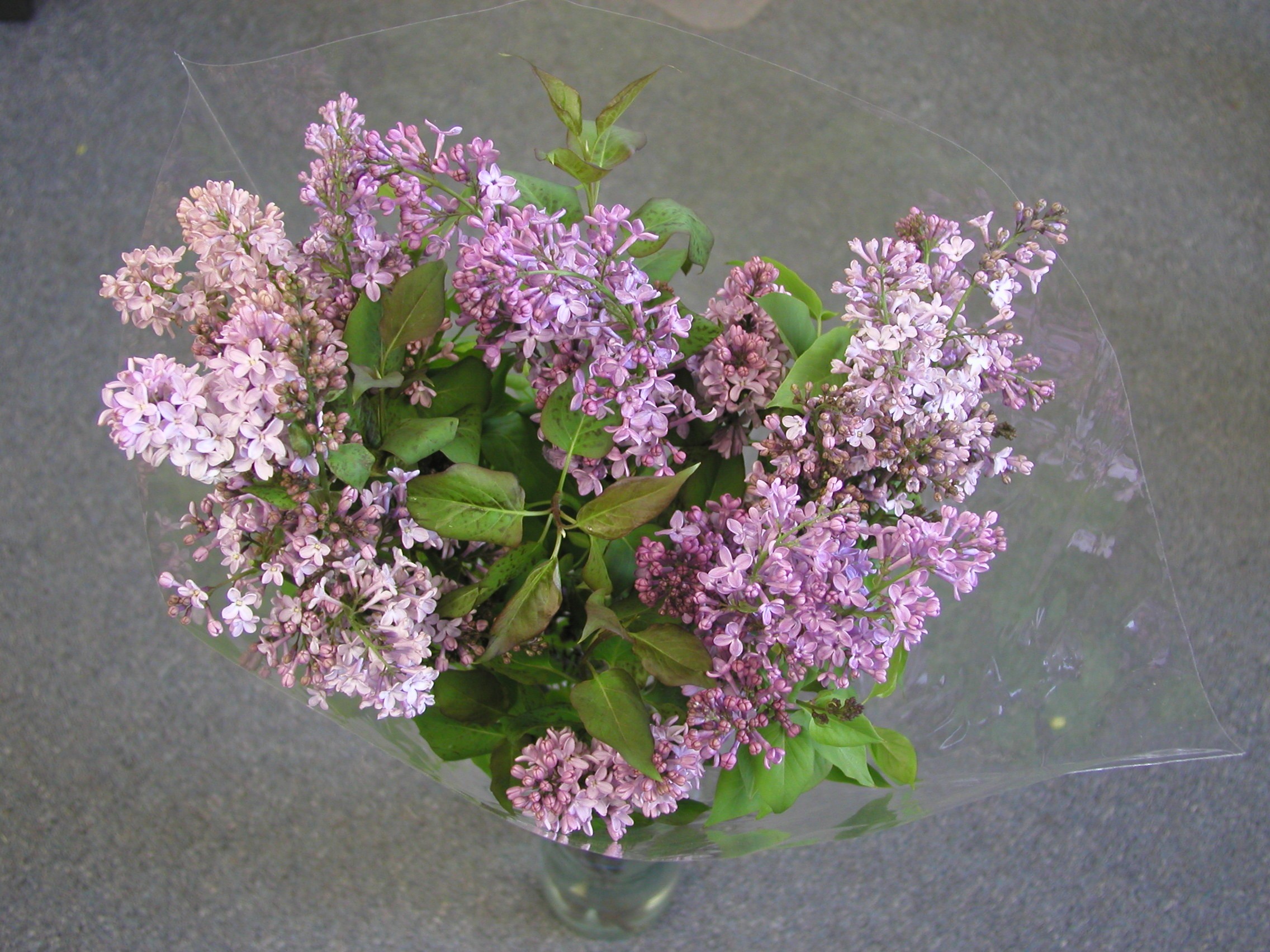 lilac bloomexpert.com
