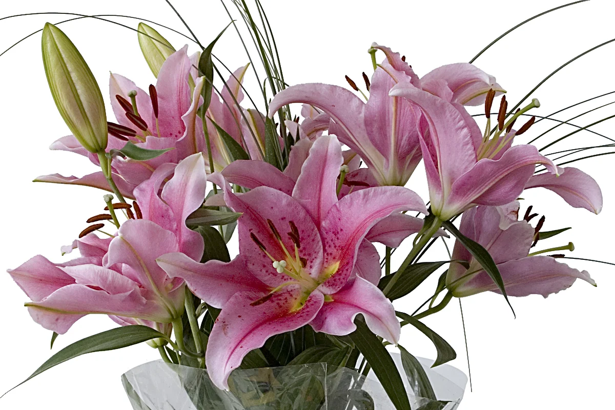 SPB_oriental_greens_5_lg.jpg