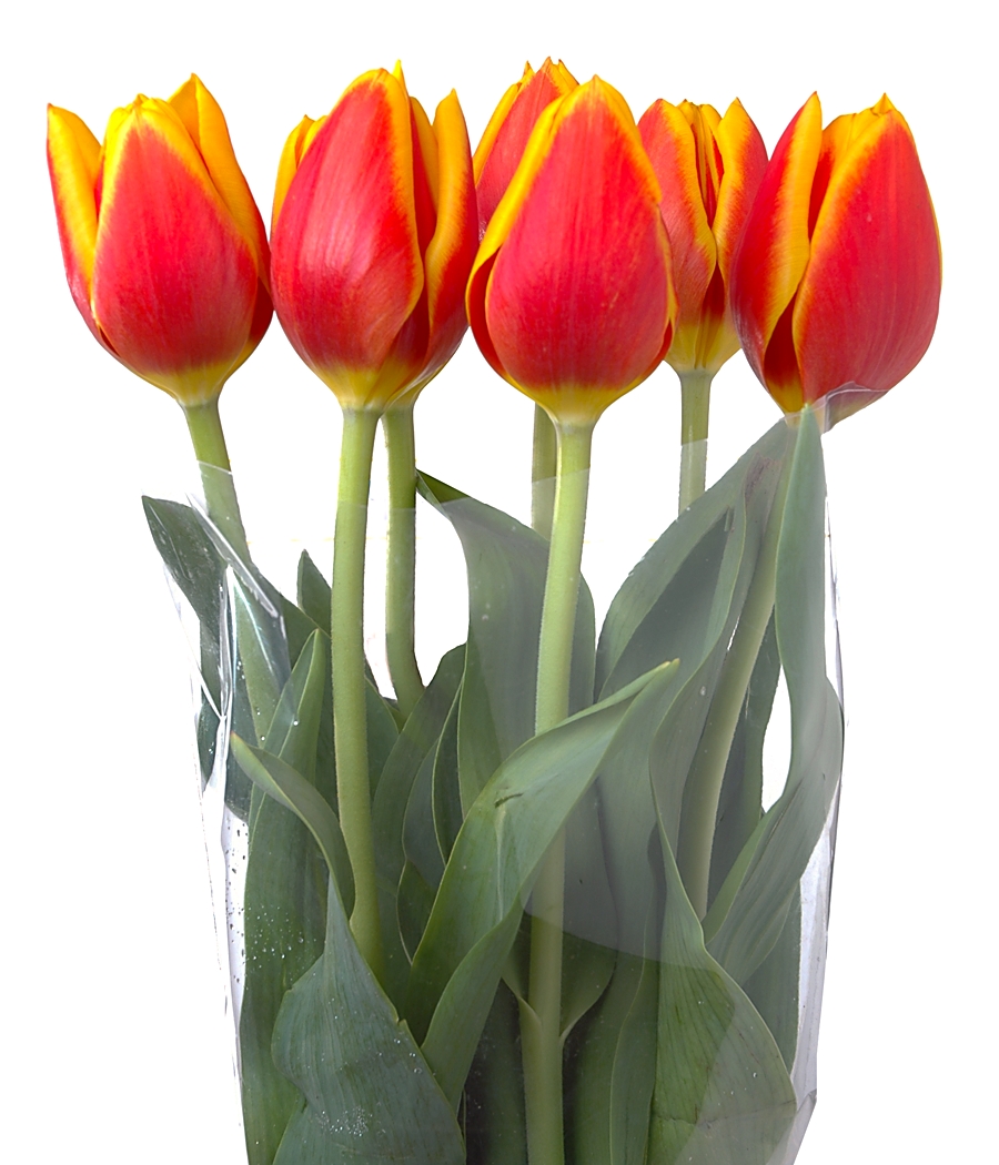 bloom expert tulips