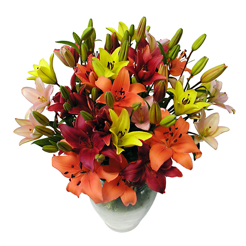  multi-color asiatic lilies 