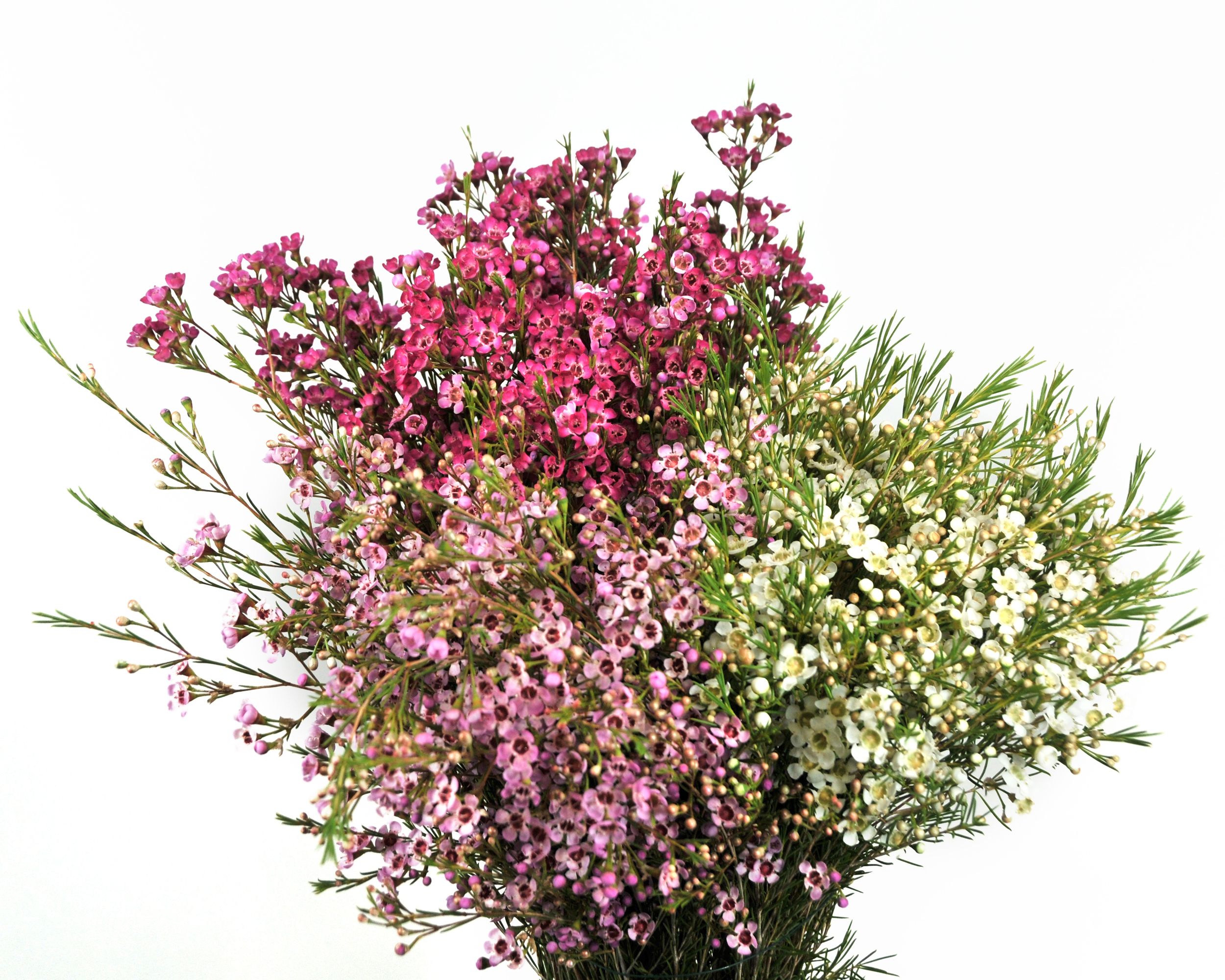  Waxflower information 