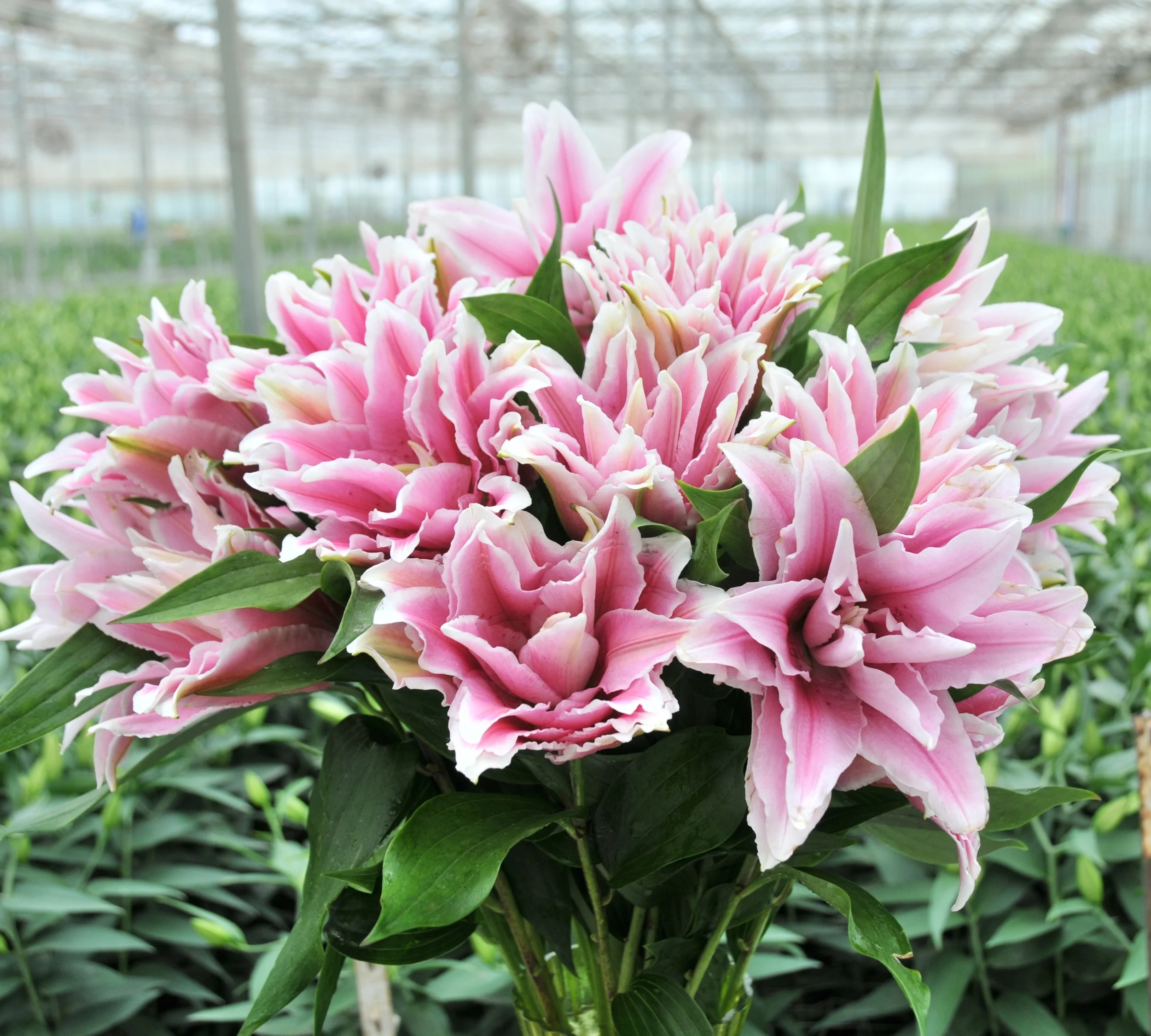 The History of Intricate Roselilies — Bloom Expert