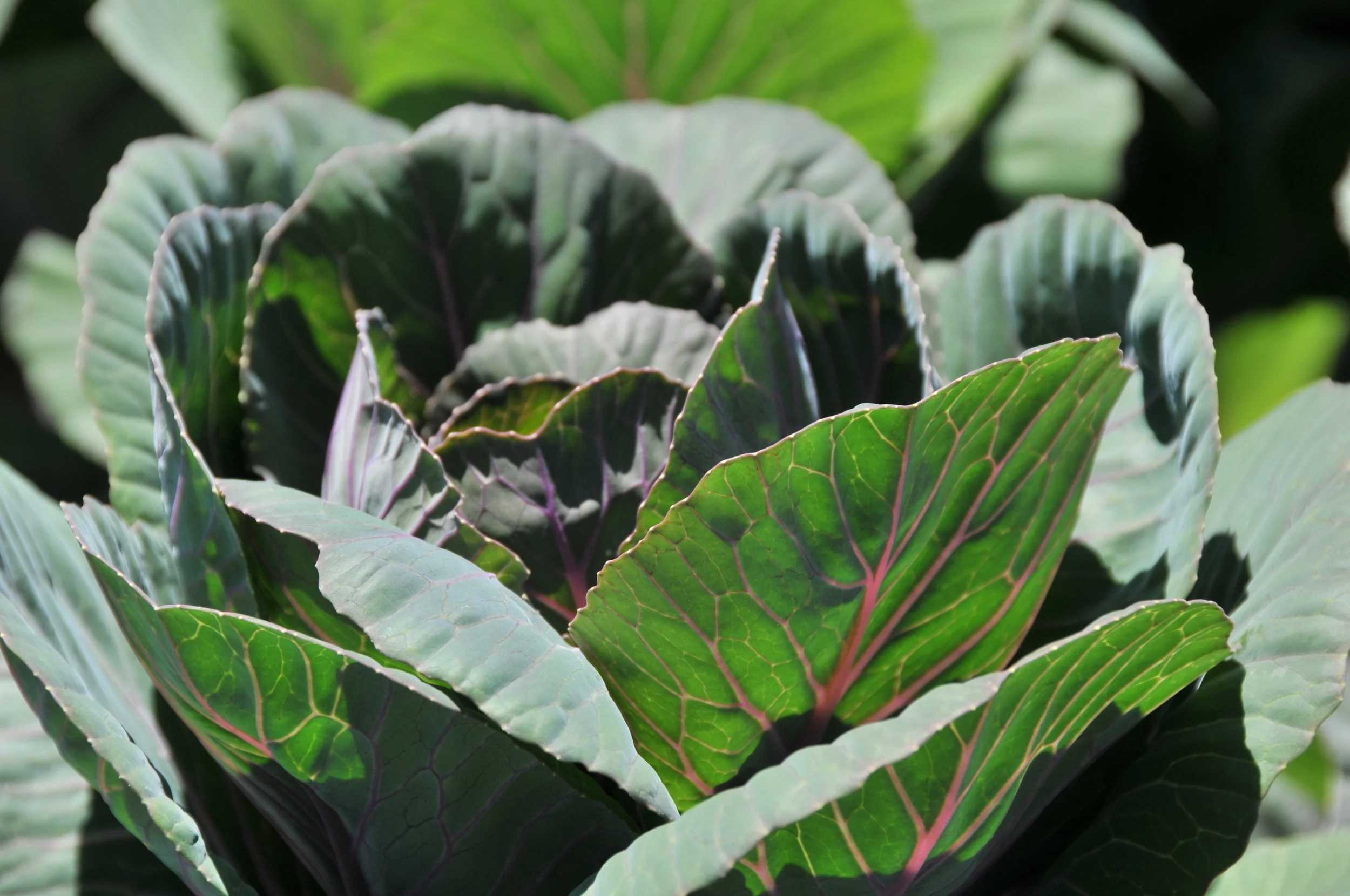 Ornamental Kale, Brassica, and Cabbage — Bloom Expert