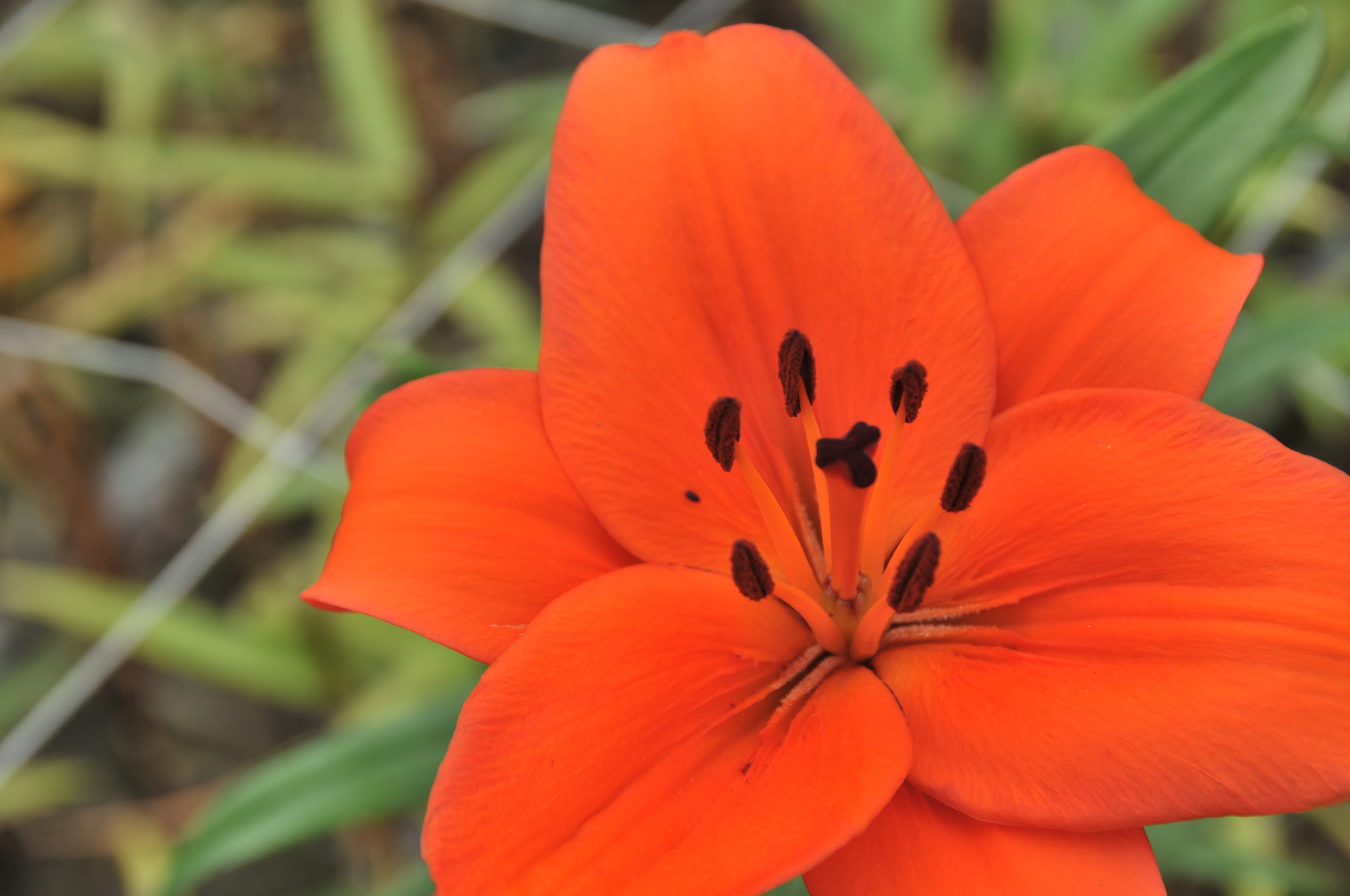  orange asiatic lily 