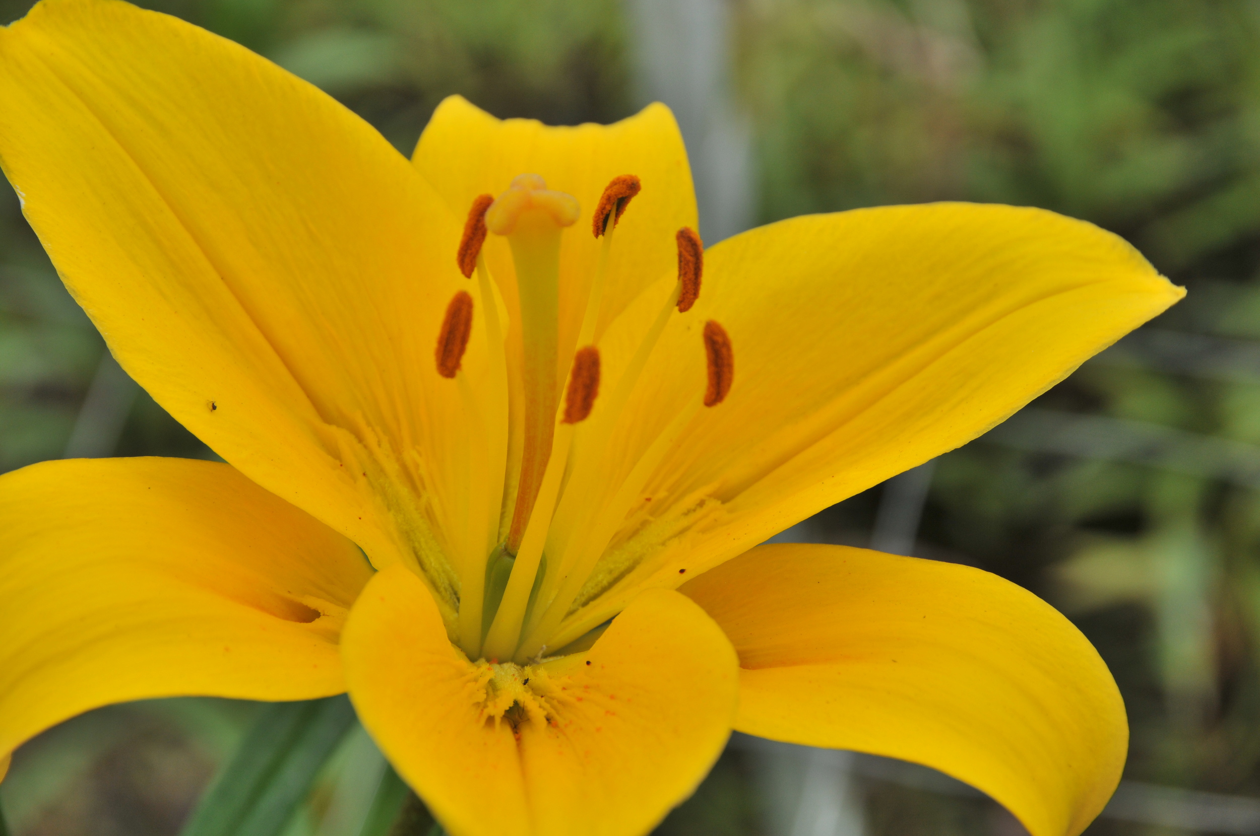  yellow asiatic lily 