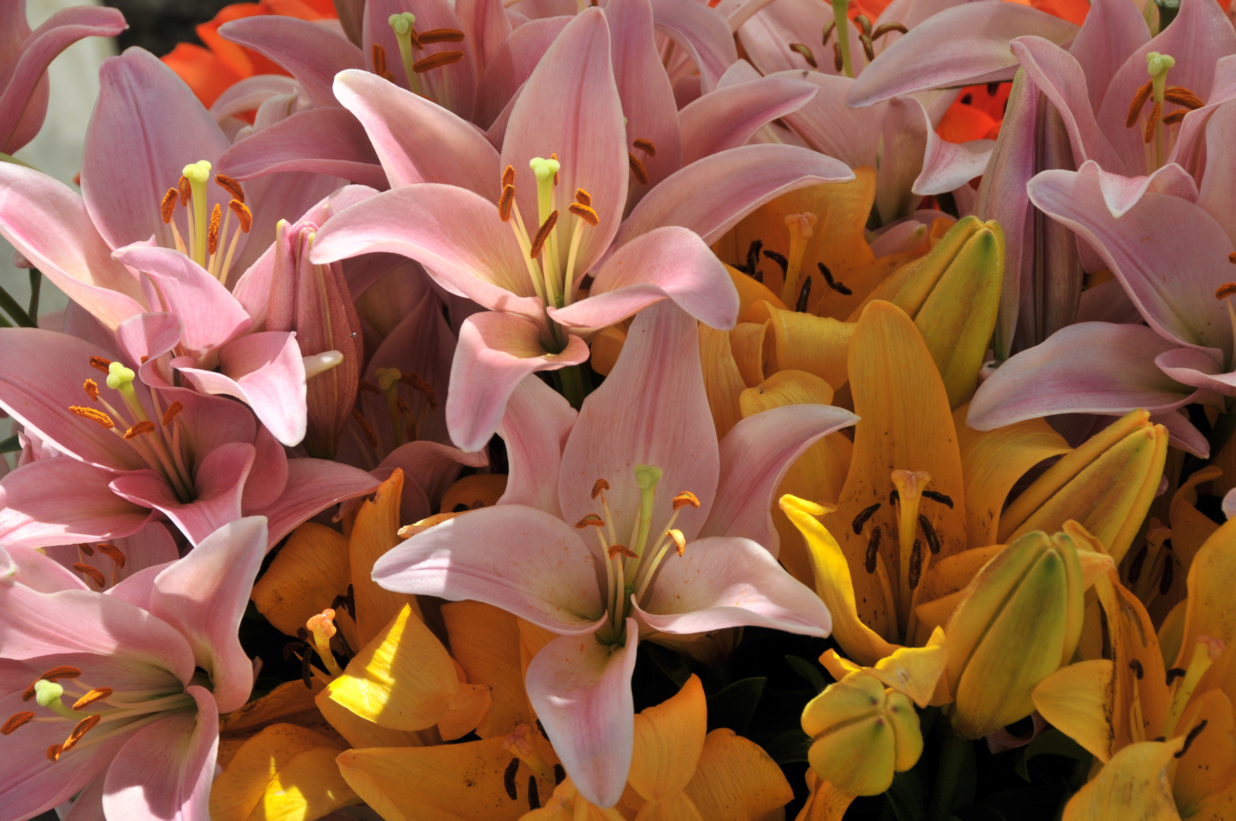  asiatic lilies 