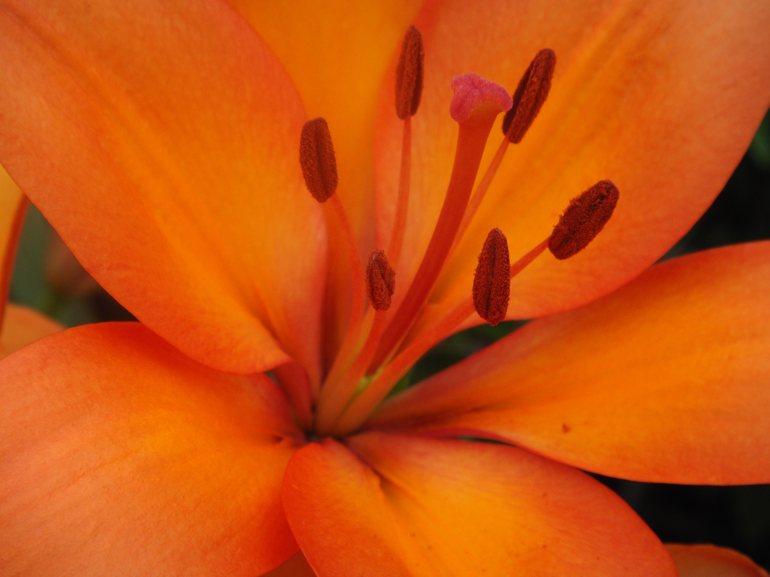  orange asiatic lily 