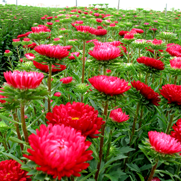 Red Matsumoto Asters