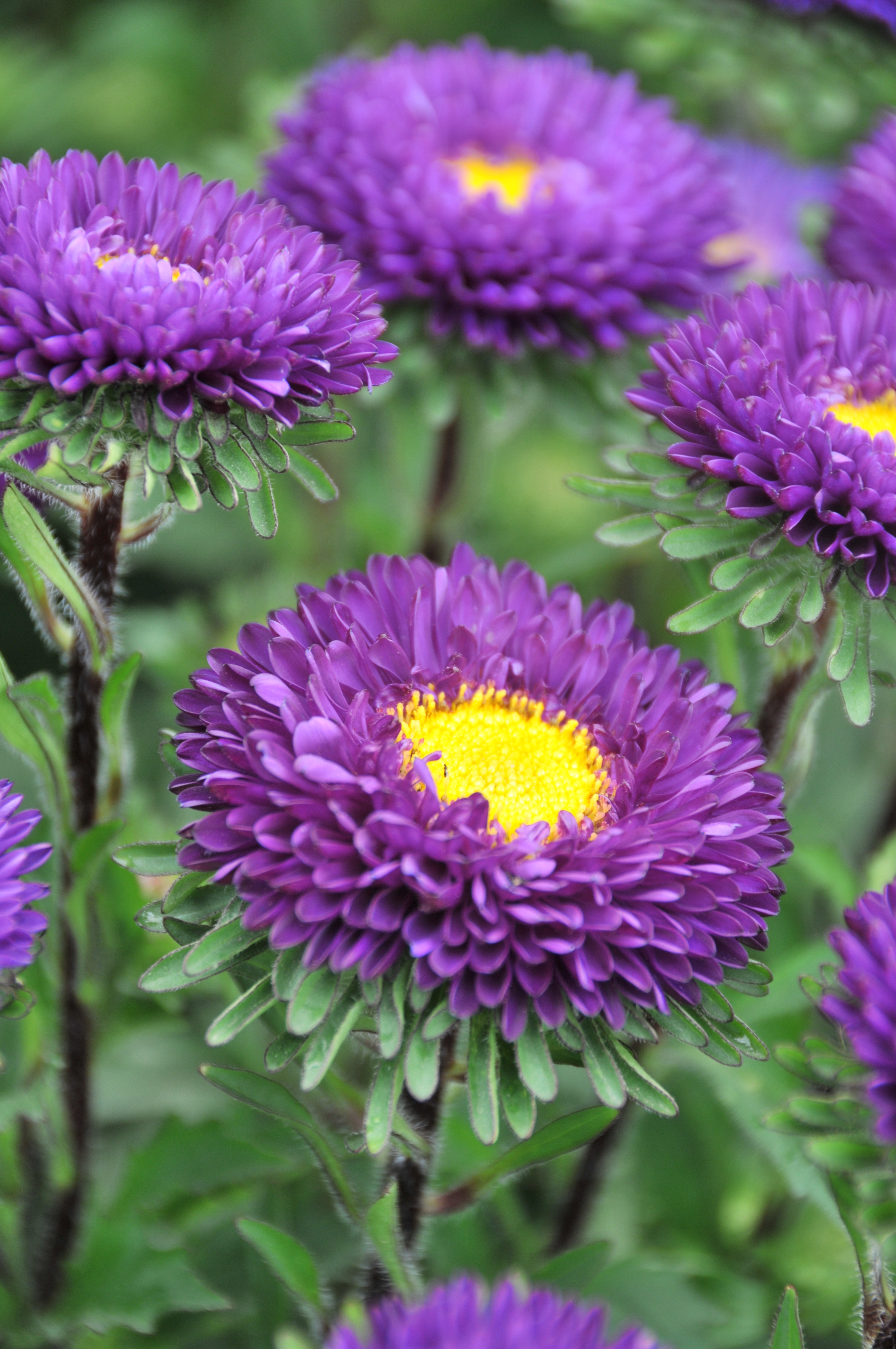 Purple Matsumoto Asters