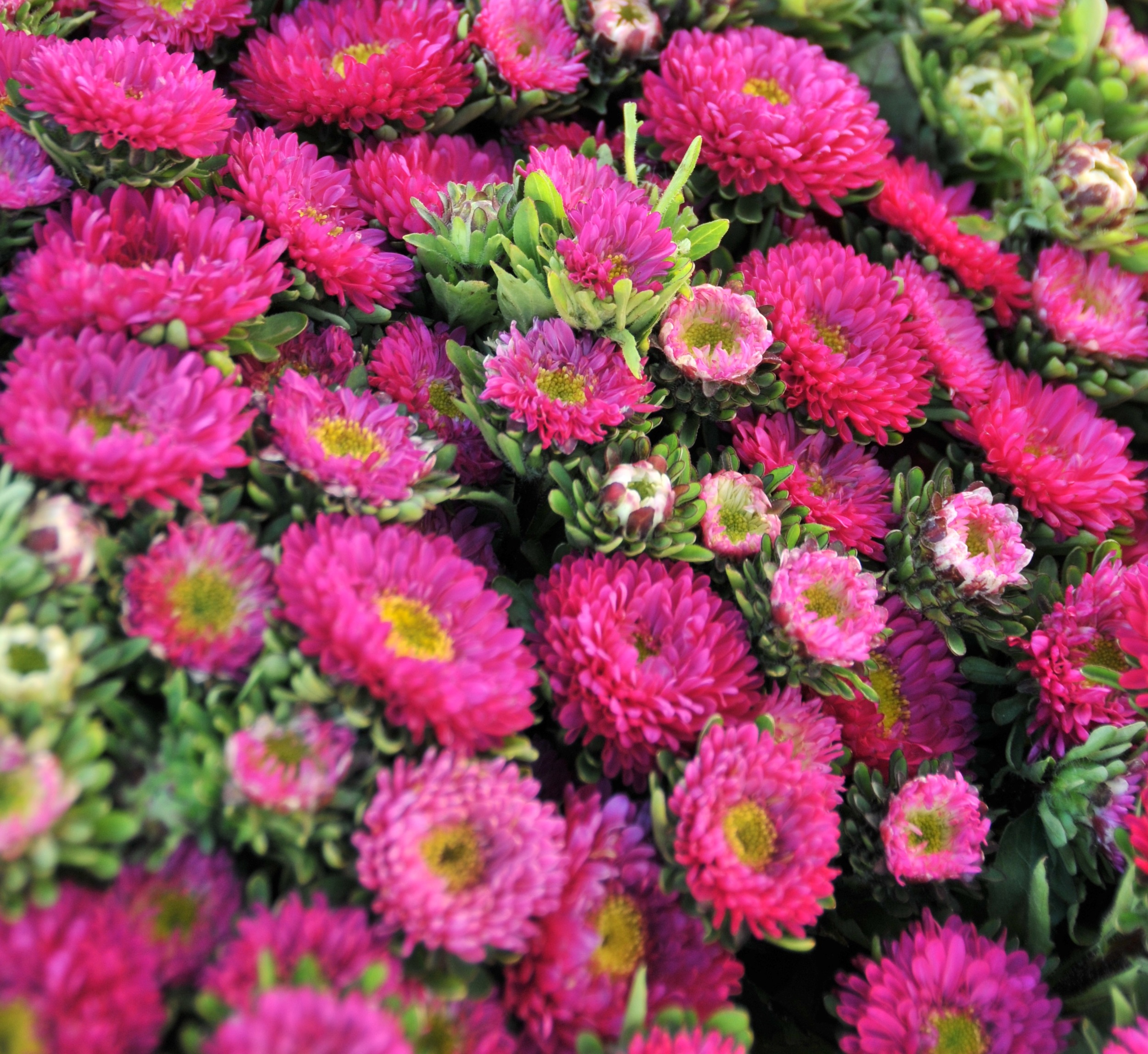 Hot Pink Matsumoto Asters