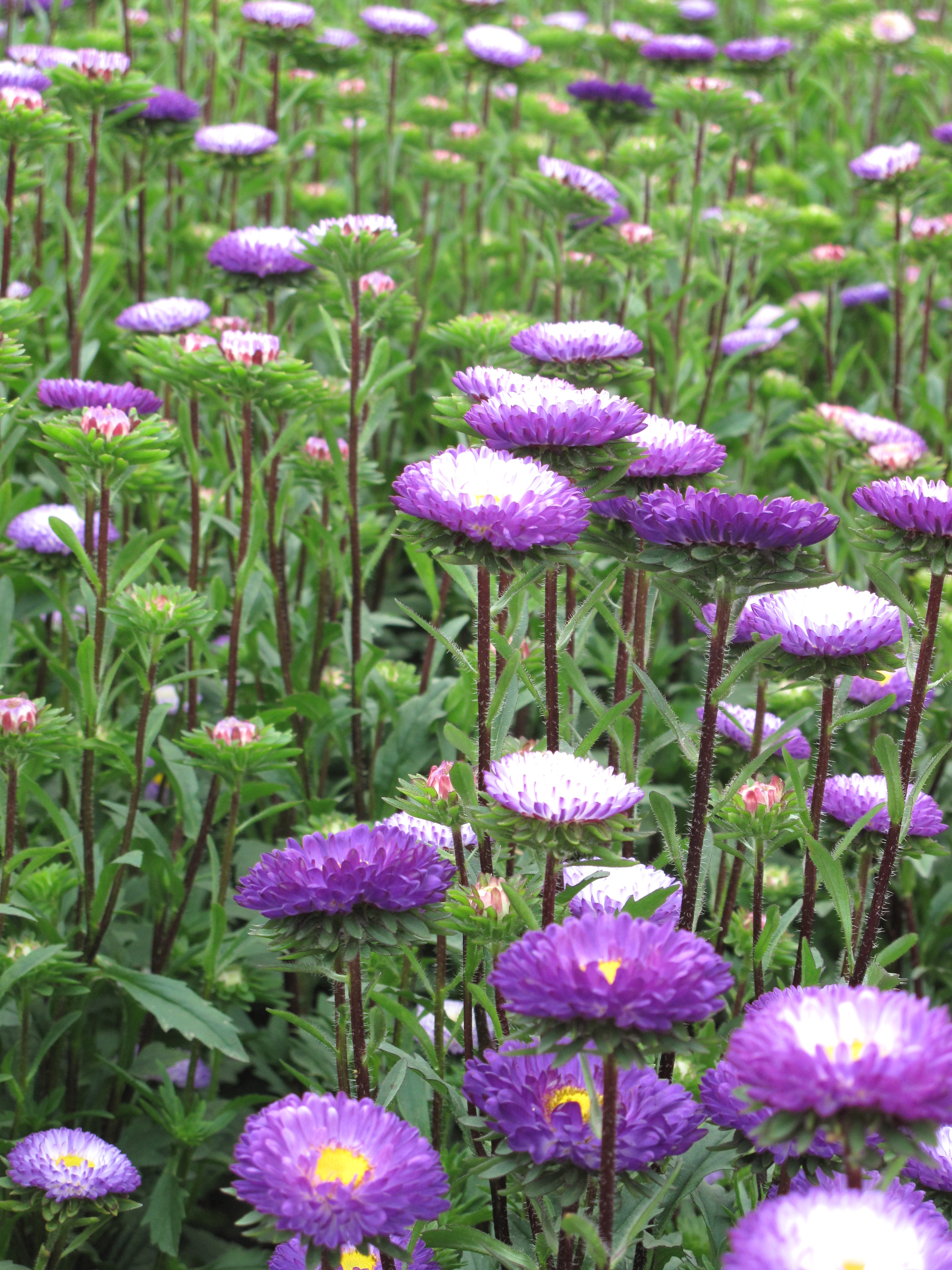 Bi-color Matsumoto Asters