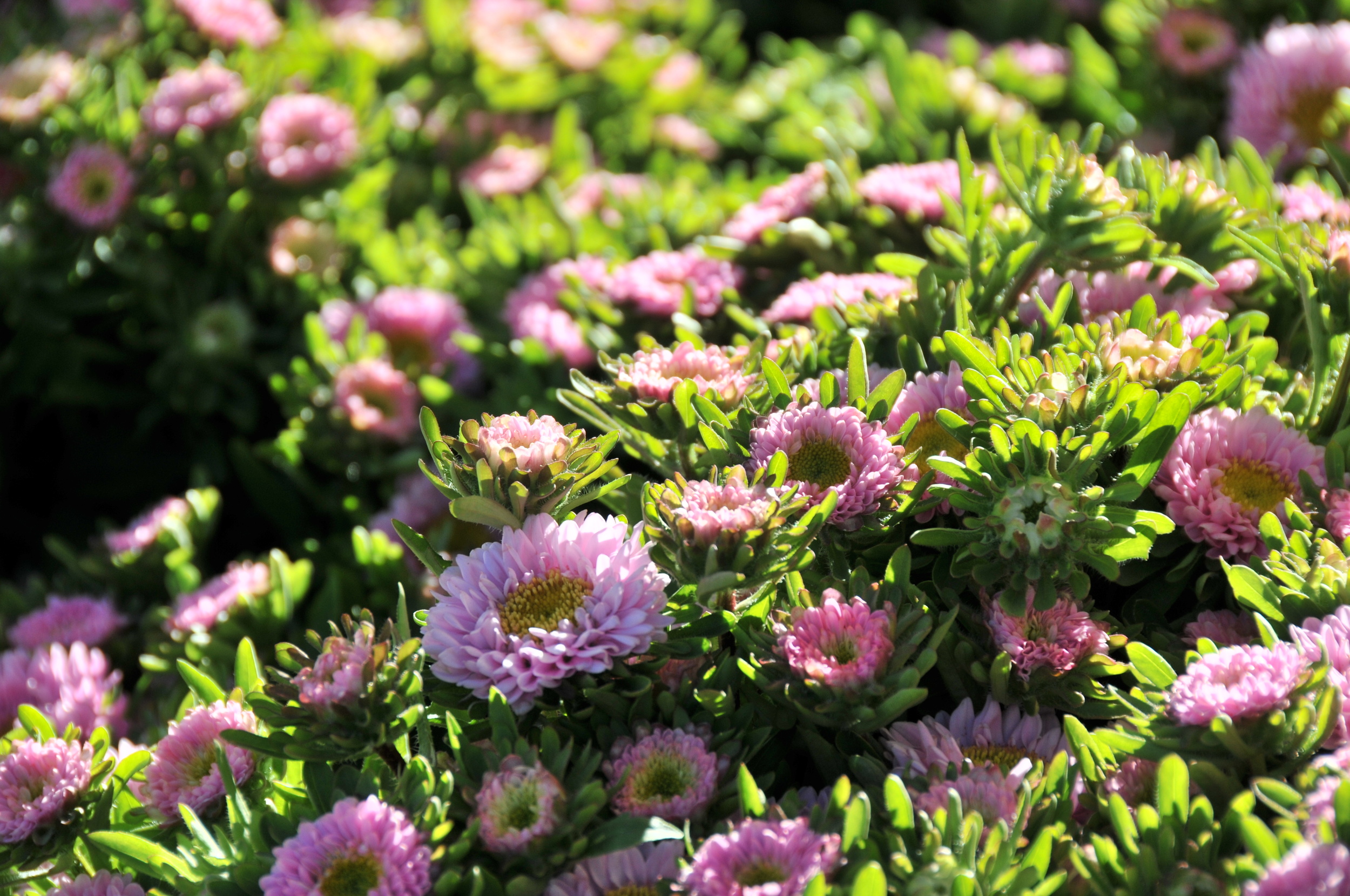  light pink matsumoto asters 