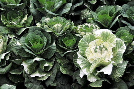 Variegated Kale