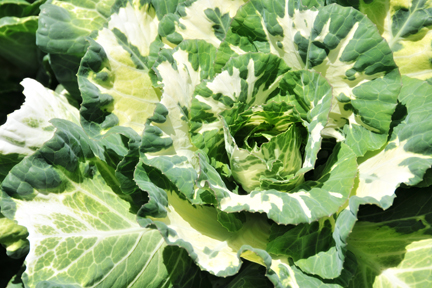 Variegated Flowering Kale