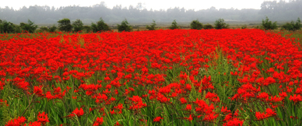crocosmia field