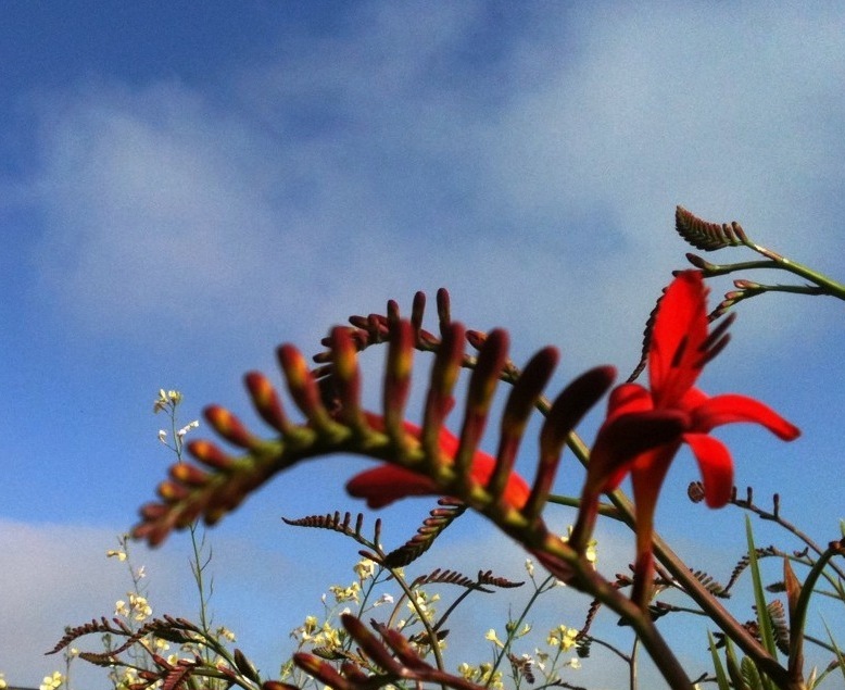  crocosmia flower 