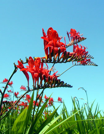 crocosmia blooms