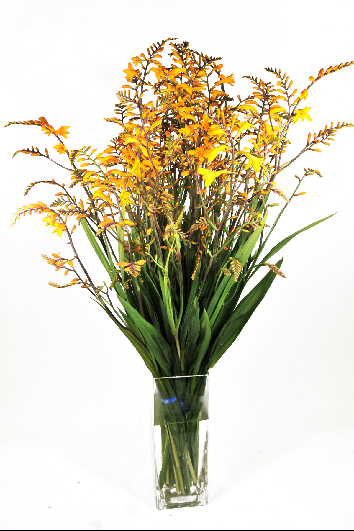  yellow crocosmia 