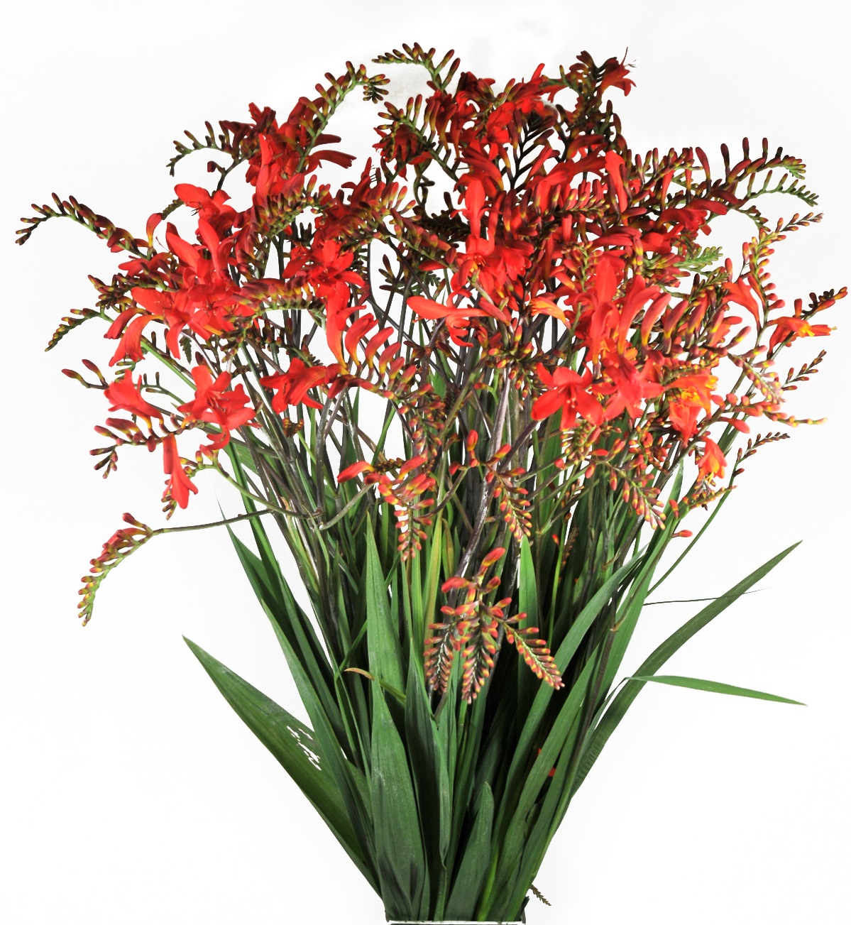  crocosmia bunch 