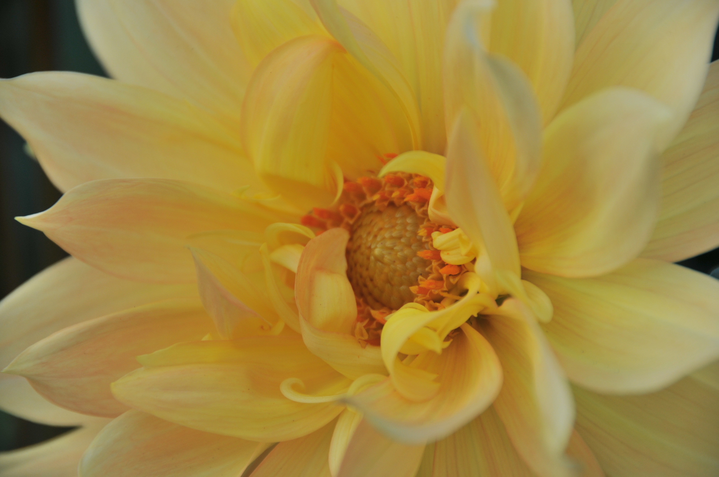  dahlia close up 