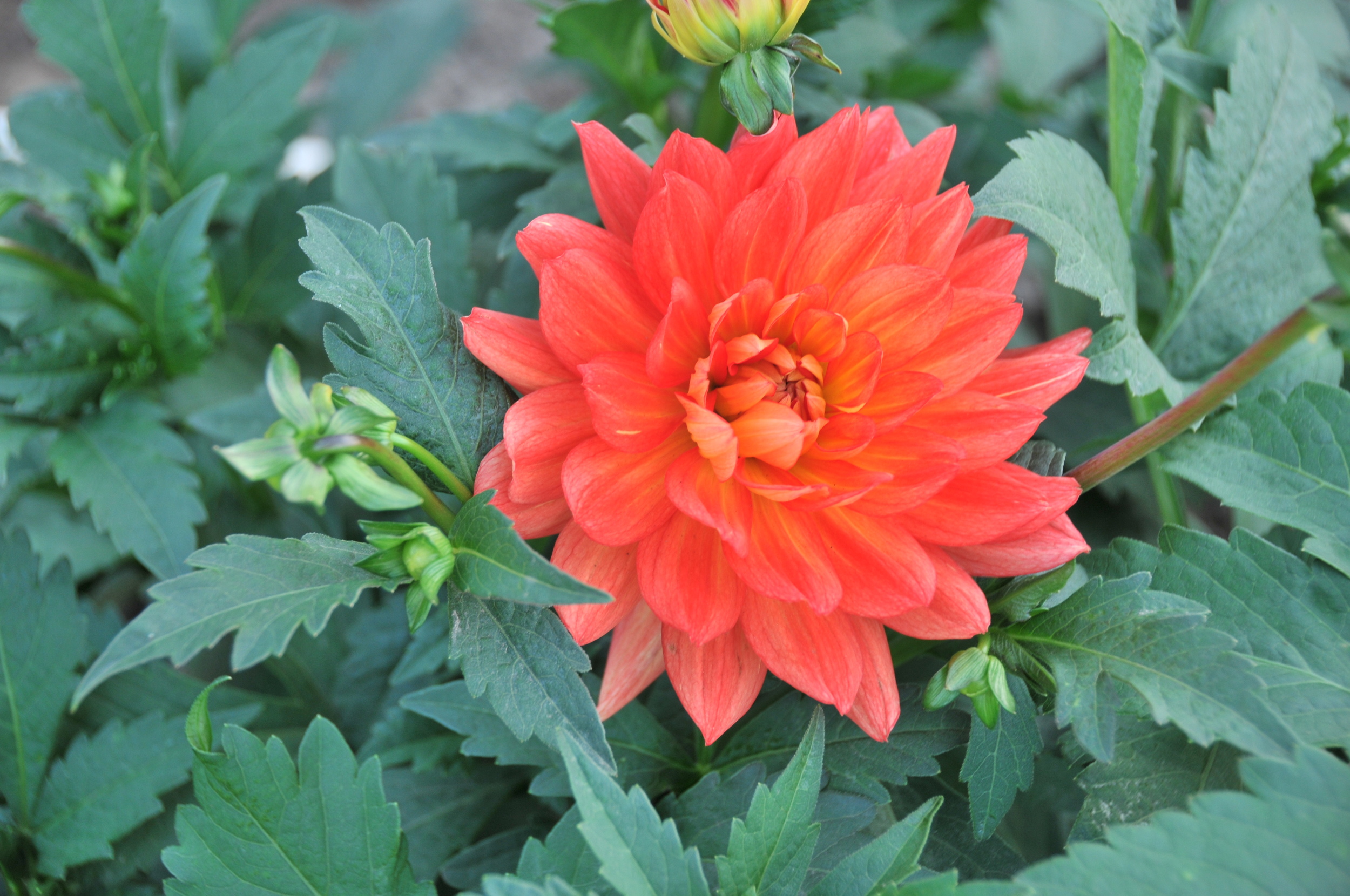  dahlia flower 