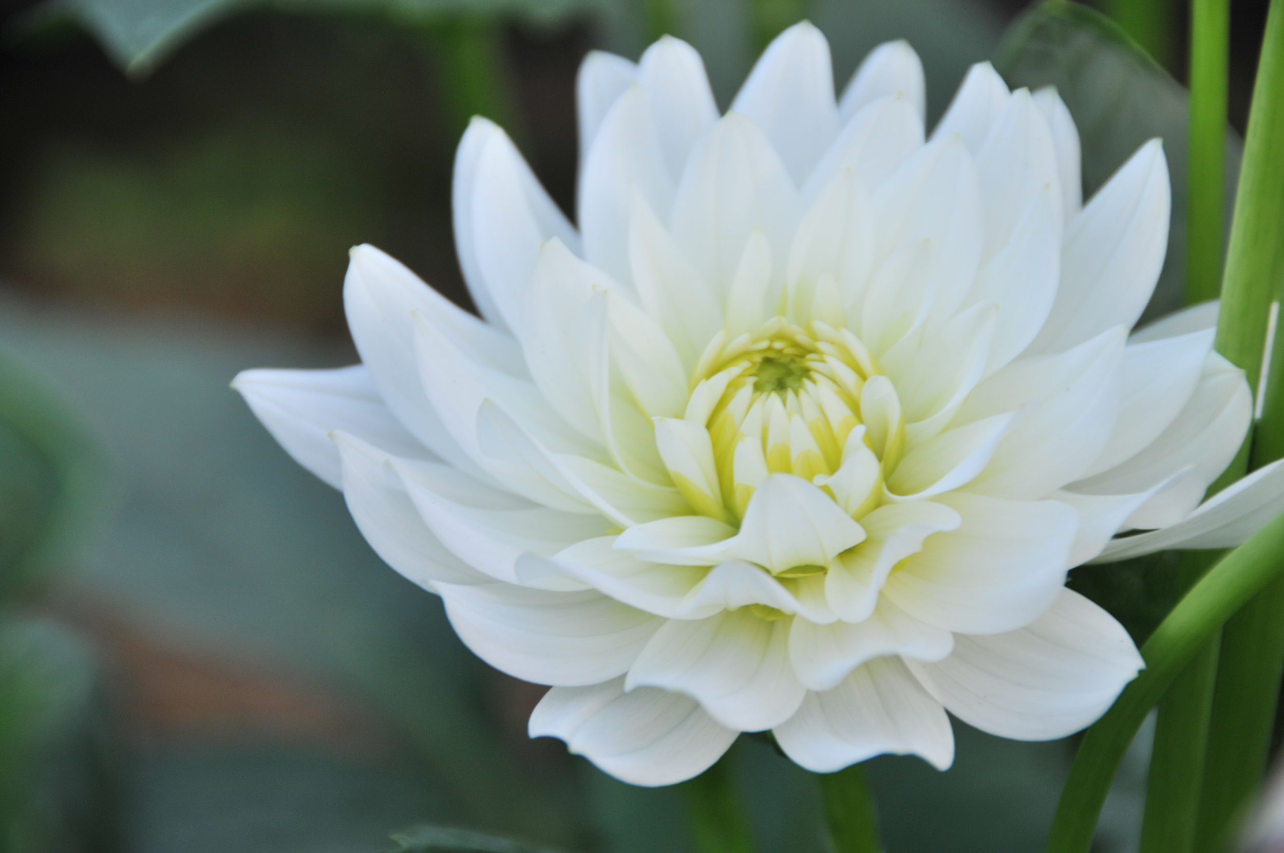  white dahlia flower 