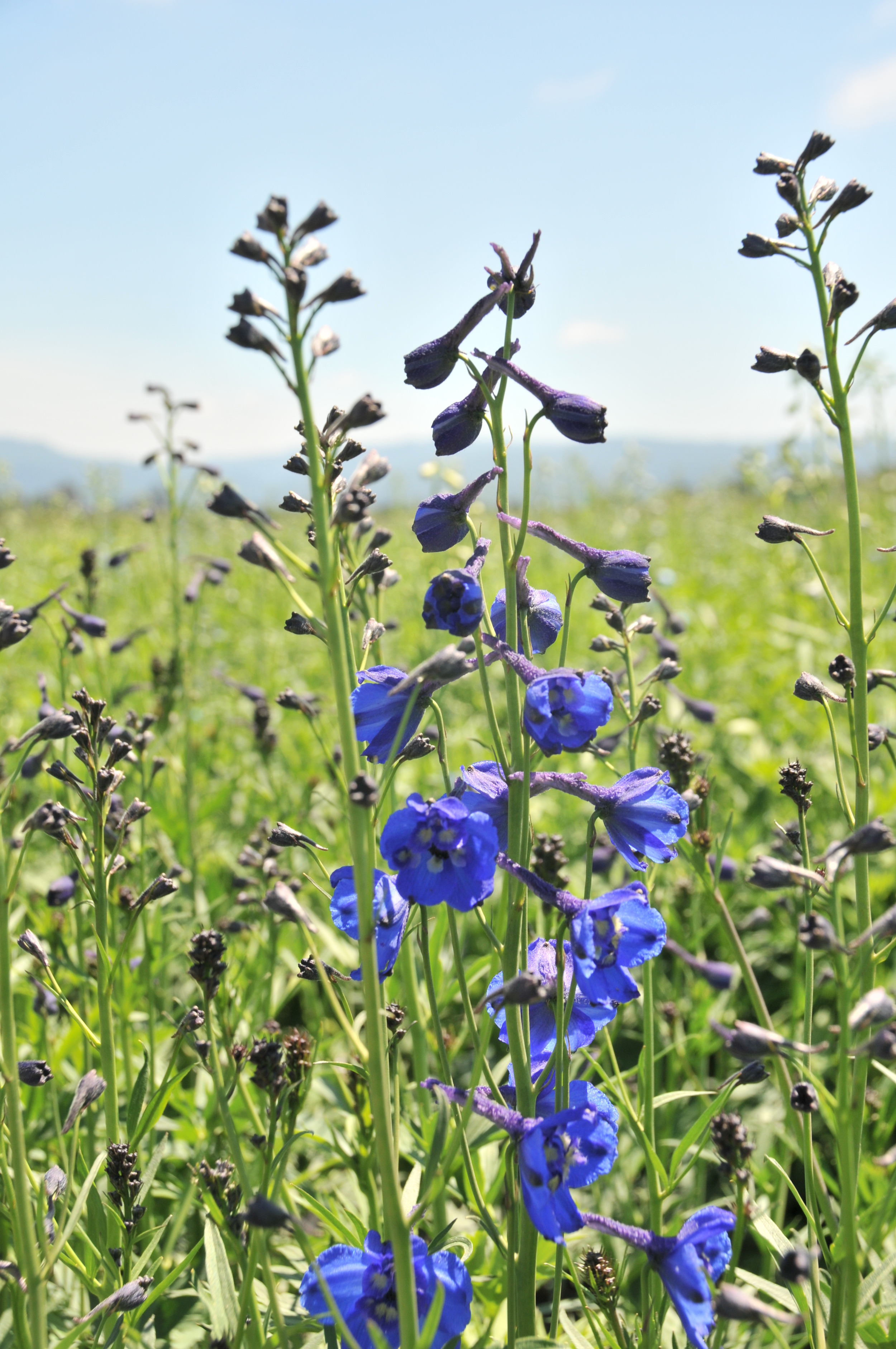  dark blue delphinium 