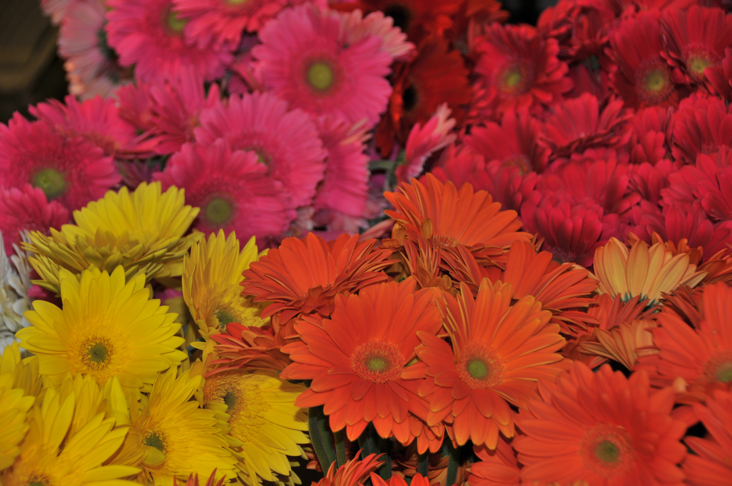  gerbera daisies 