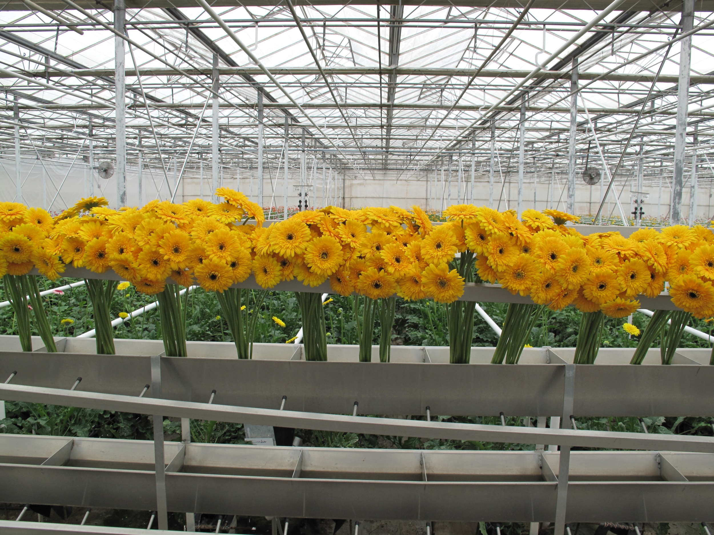 Fresh-picked Gerbera Daisies