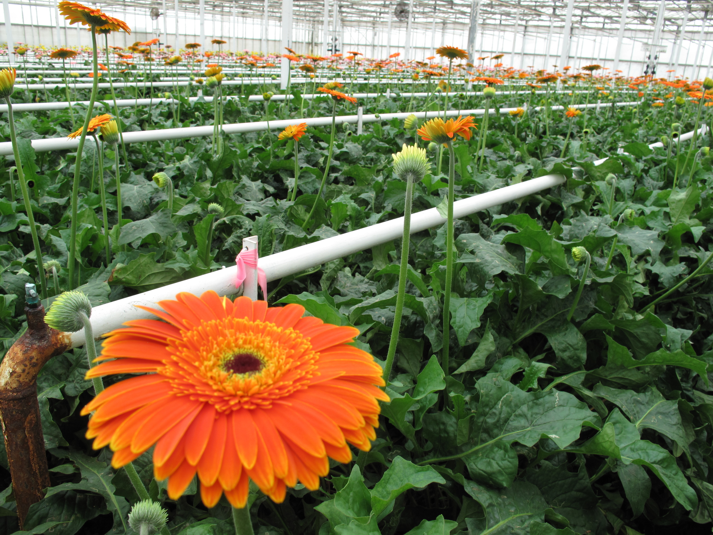 Gerbera Daisy in a Greenhouse