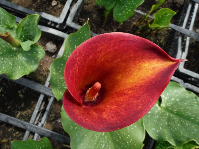 Captain Safari Zantedeschia Calla Lily