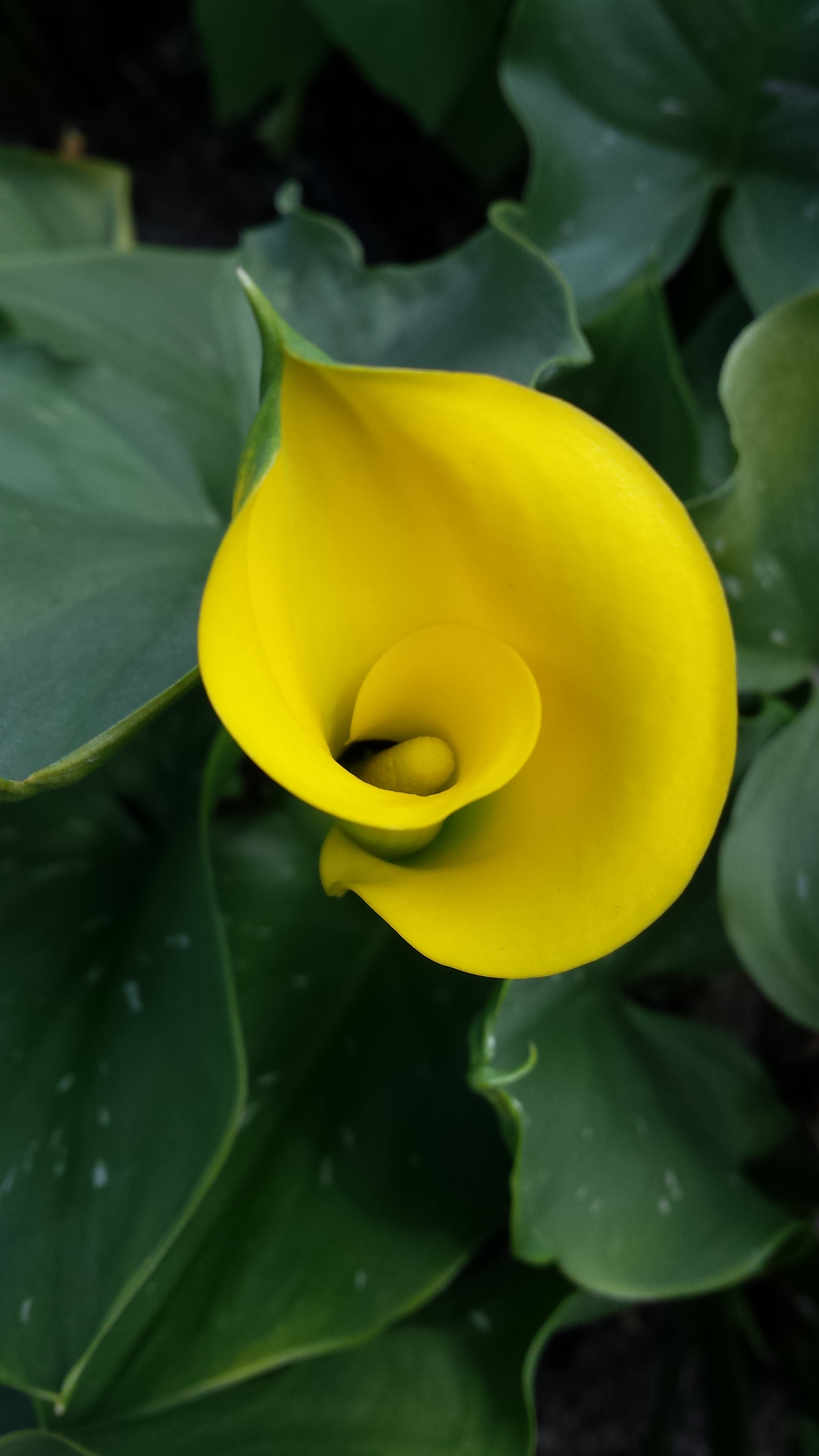  yellow calla lily zantedeschia   