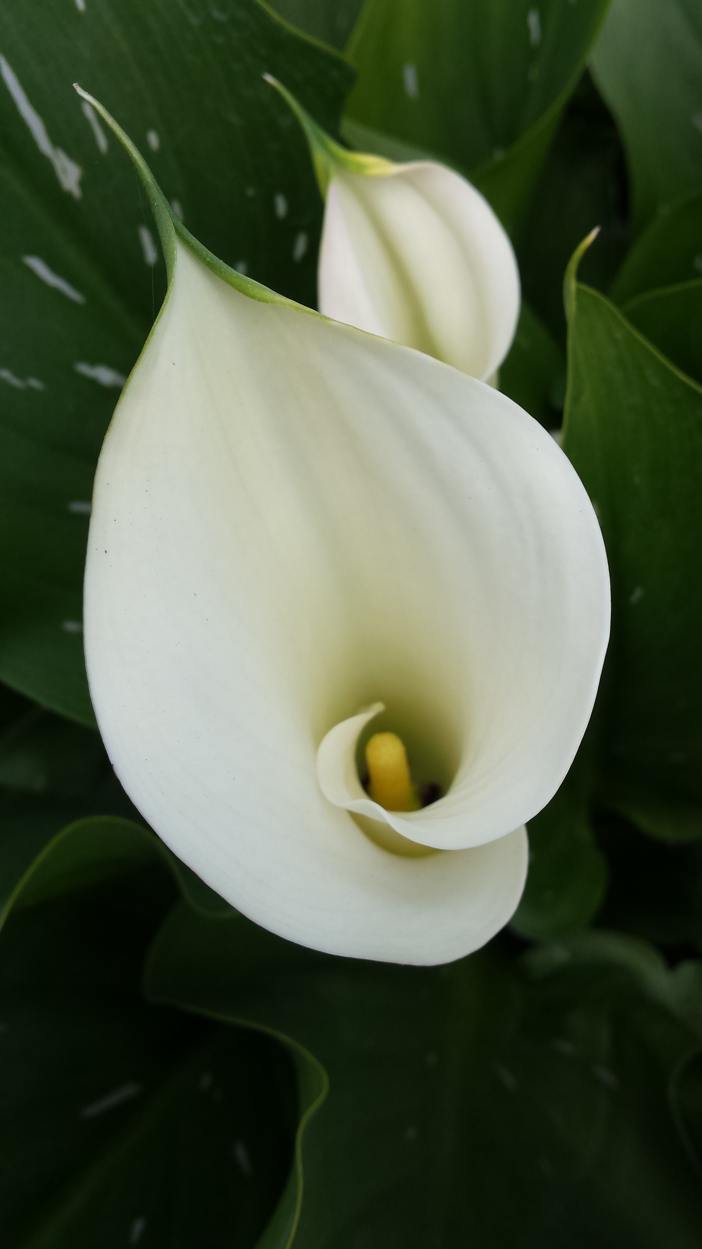 White Zantedeschia