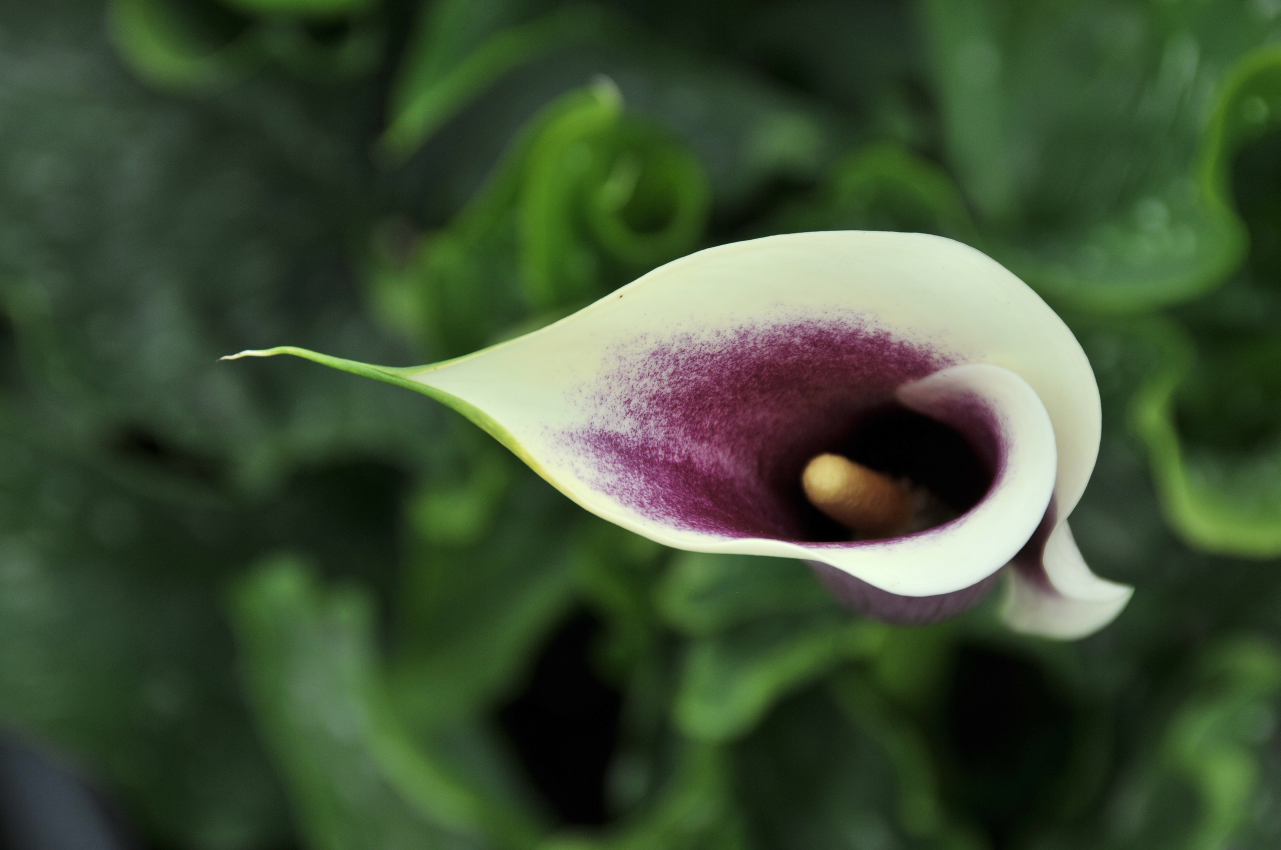  bicolor zantedeschia vermeer 