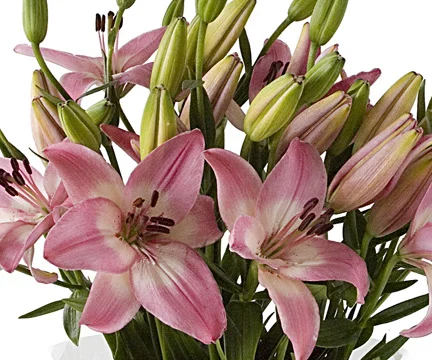 asiatic-lily-bloom-expert.jpg