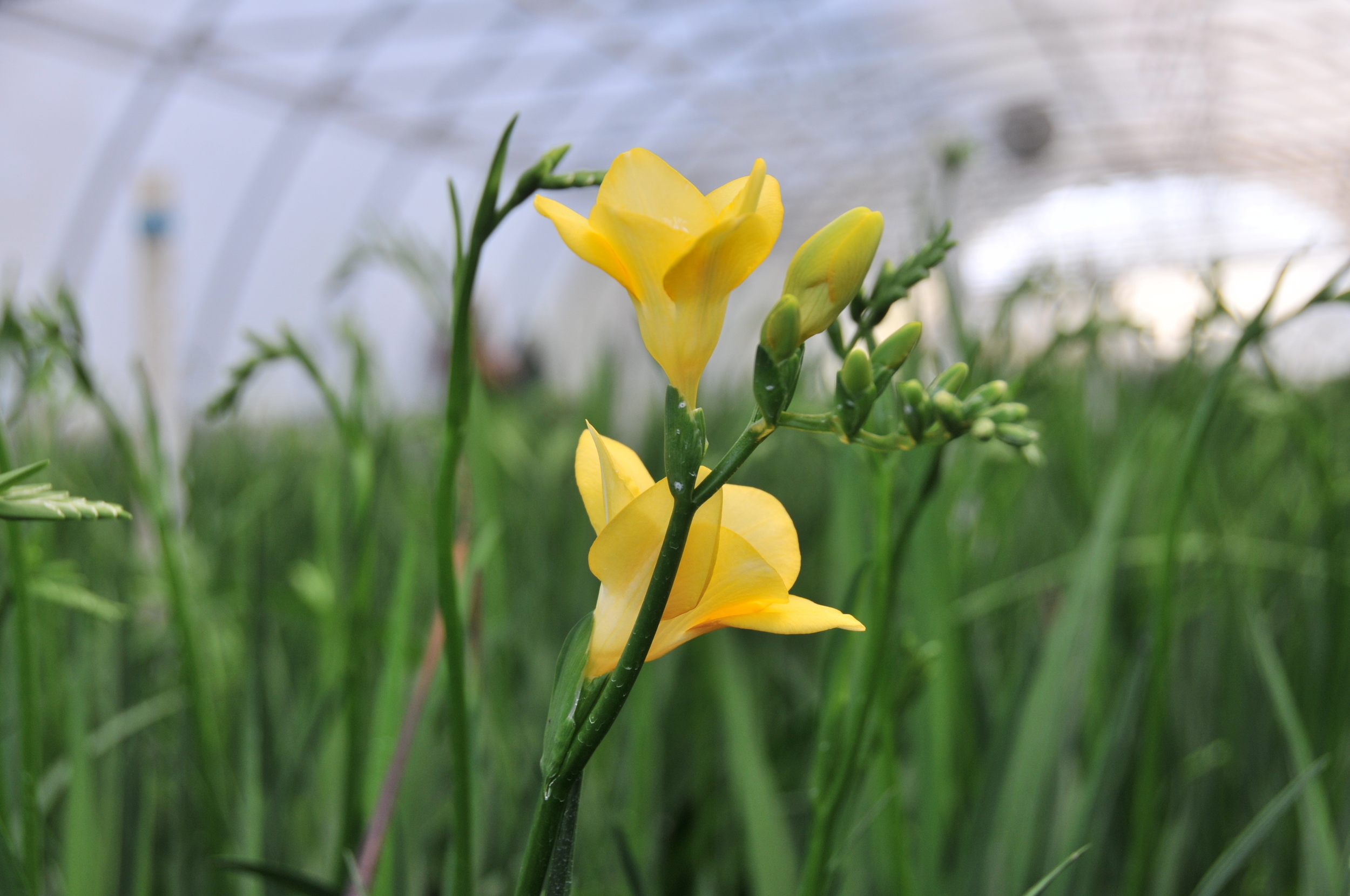  growing freesia 