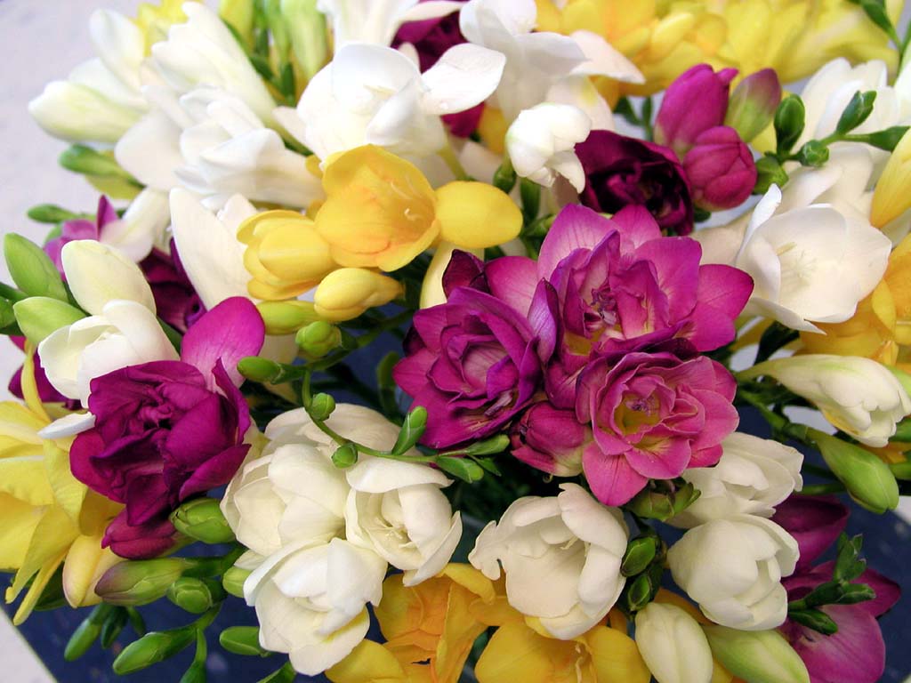  freesia flowers 