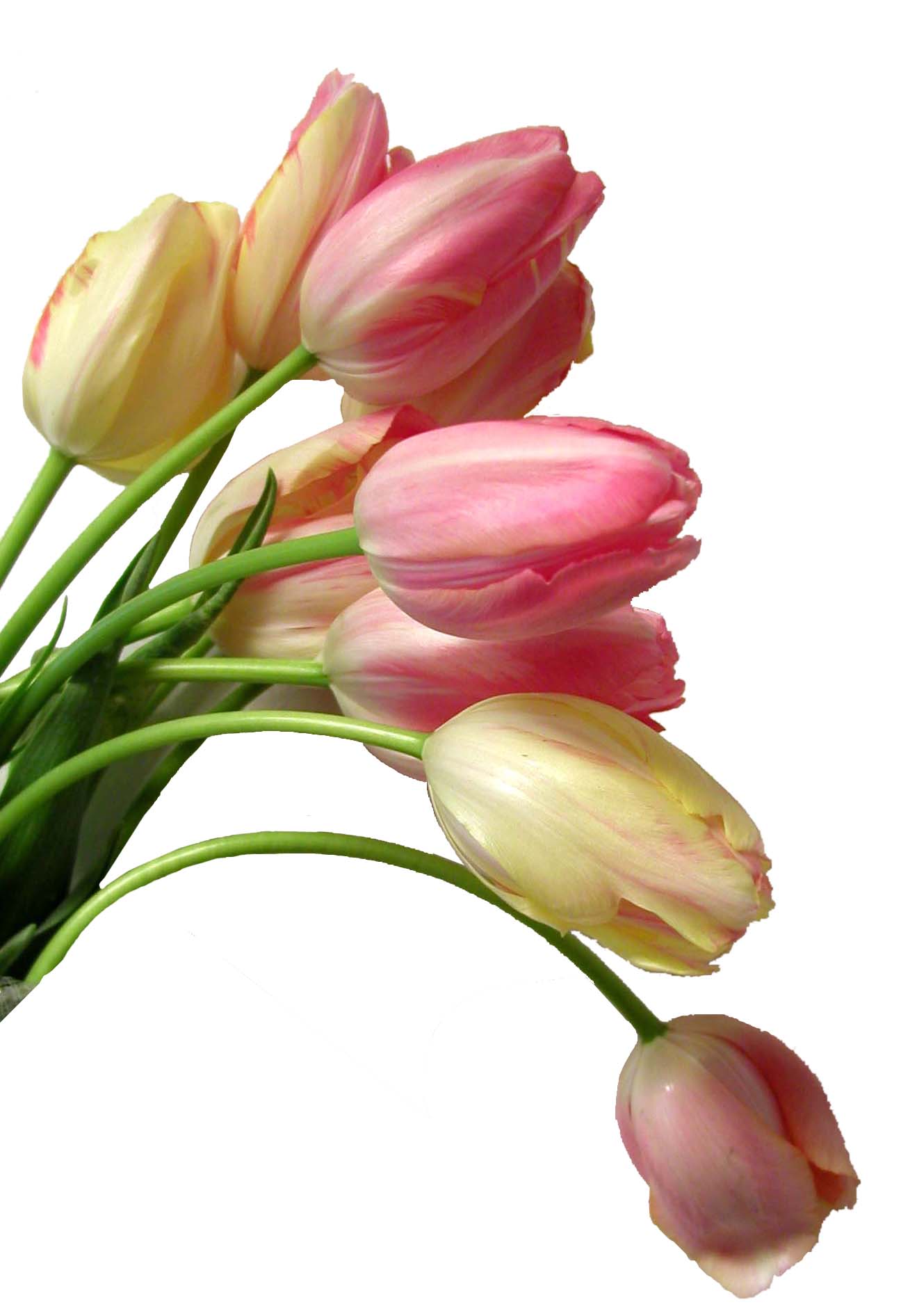  french tulips 