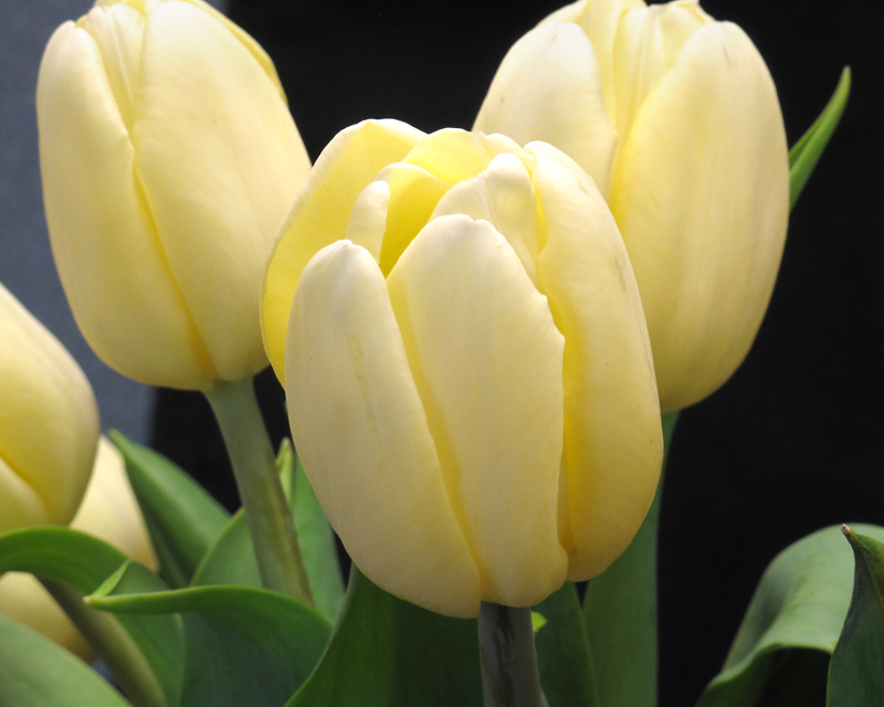 white french tulips