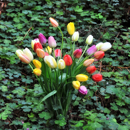 french tulip bouquet